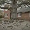 Large tree with sprawling roots breaking through a paved courtyard next to a red brick house