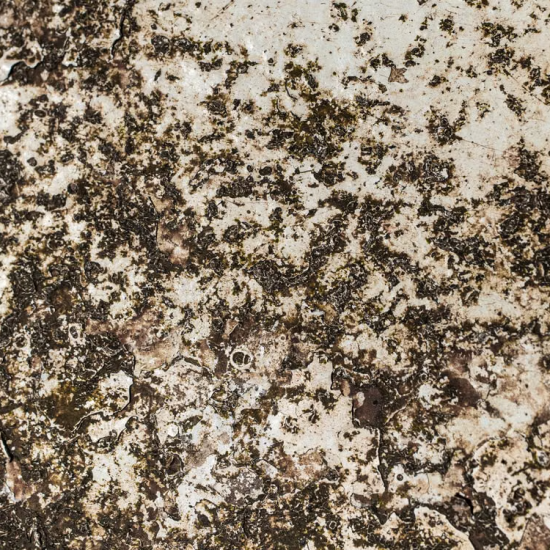 Close-up of weathered, textured surface with brown and beige patches in natural light