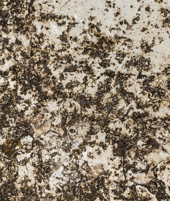 Close-up of weathered, textured surface with brown and beige patches in natural light