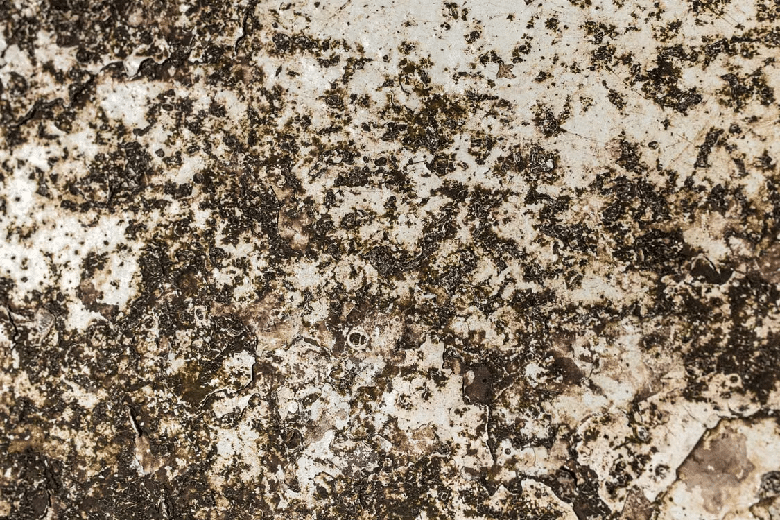 Close-up of weathered, textured surface with brown and beige patches in natural light